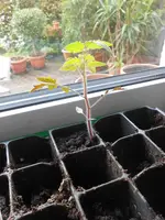 DSCN4025.webp