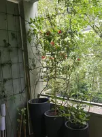 20160525_090554.webp