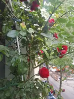 20160525_090617.webp