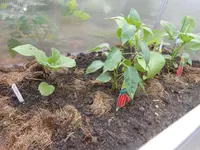 DSCN4029.webp
