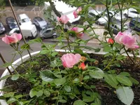 20160525_090725.webp