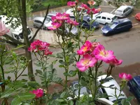 20160525_090730_001.webp