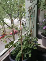 20160525_090740.webp