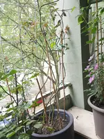 20160525_090746.webp