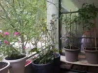 20160525_090801.webp
