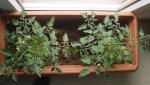 Balkon - tomaten 1.jpg
