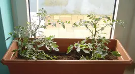Balkon - tomaten 2.webp
