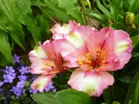 Alstromeria.webp