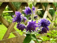 Blue_Barlow.webp