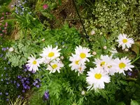 Gartenmagarite.webp
