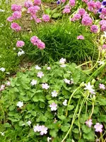 Grasnelke_Reiherschnabel.webp