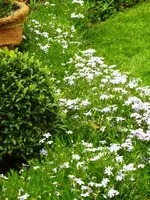 Phlox.webp
