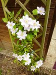 Clematis_hell.jpg