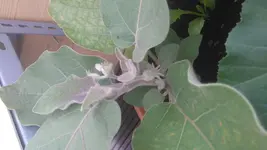 Aubergine.webp
