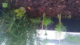 Fenchel.webp