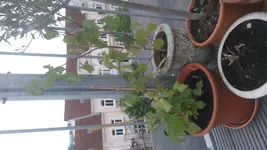WeinHimbeer.webp