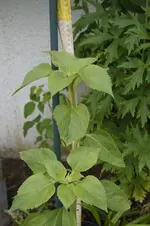 _DSC0500.webp