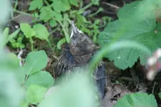 DSC04971.webp