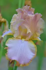 2afternoon delight.webp