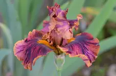 2crimsontigre.webp