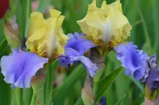 2edithwolford.webp