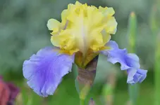 2edithwolford2.webp