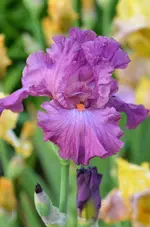 2everafter.webp