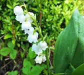 DSCF5977 (3).webp