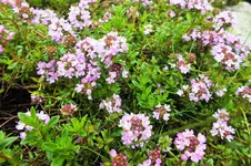 DSCF5963 (2).webp