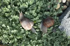 DSCF5975.webp