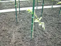 Sonnenbrand an Tomaten 007.webp