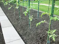 Sonnenbrand an Tomaten 008.webp