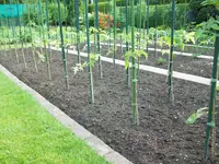 Sonnenbrand an Tomaten 009.webp