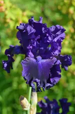 3holly.webp