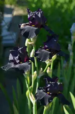 3oldblackmagig.webp