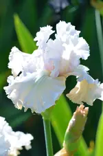 3venitanglas.webp
