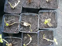 k-P1100802.webp