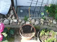 k-P1100804.webp