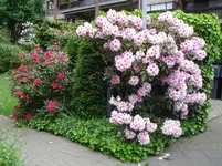 DSC05009.webp