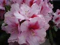 DSC05010.webp