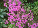 DSC05013.jpg