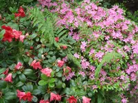 DSC05014.webp