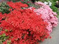DSC05015.webp