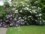 DSC05016.jpg
