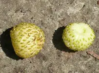 weiße Walderdbeere.webp