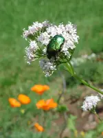 Rosenkäfer_auf_Baldrian_26052016.webp