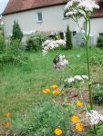 Baldrianbesuch1_26052016.jpg