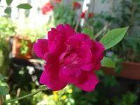 210.webp