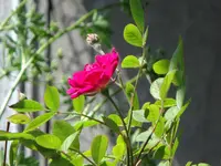 211.webp