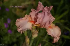 IMG_9718-2.webp